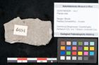 Foto (Objekt + Etikett) von Plantae indet.  (NHMW-GEO-2024-0188-6694)